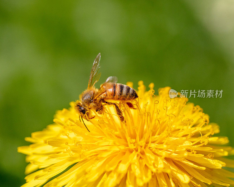 蒲公英上的蜜蜂