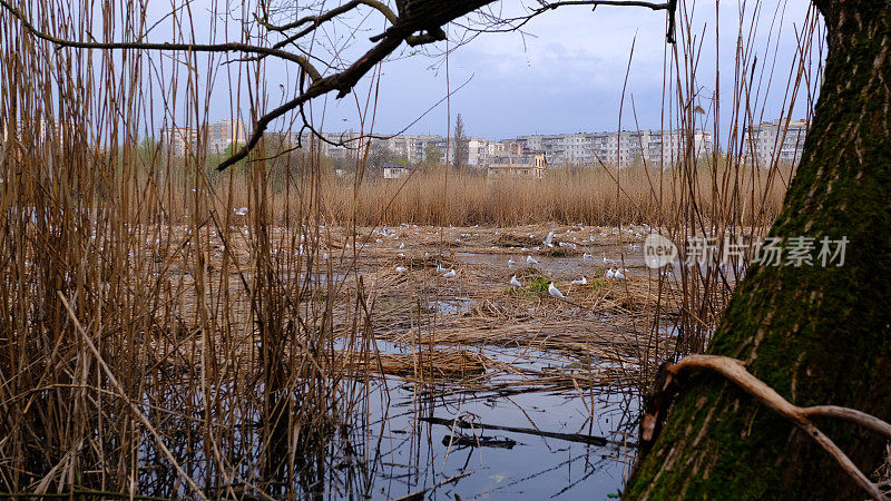 鸟巢。苏梅,乌克兰。车哈湖上的浮巢。恐怖的气氛。黑了。