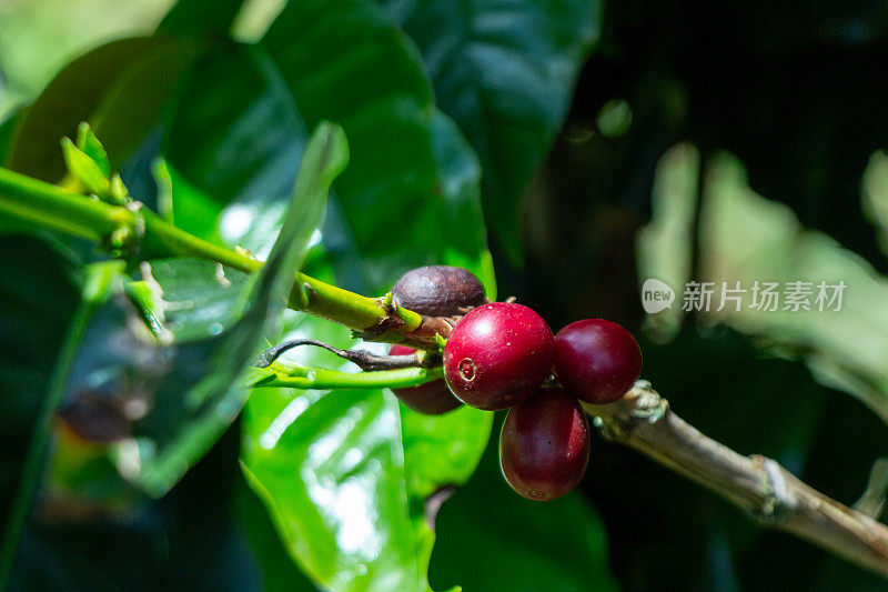 咖啡枝上的新鲜红咖啡豆