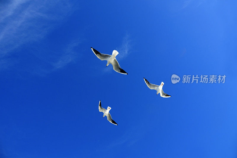 一群海鸥在飞翔