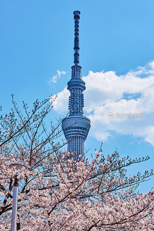 东京天空树和粉红色樱花的特写，东京，日本