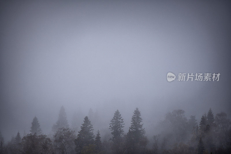 北方雾蒙蒙的森林:山上的树有雾