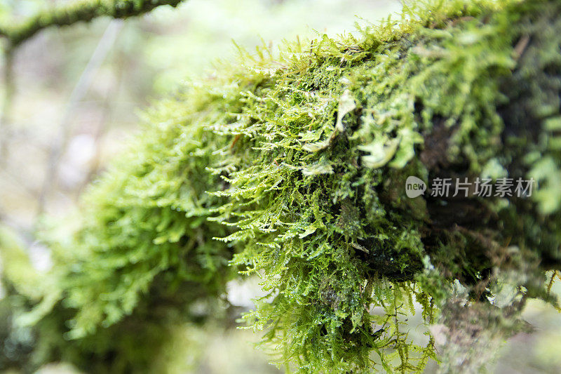 苔藓生长在树干上