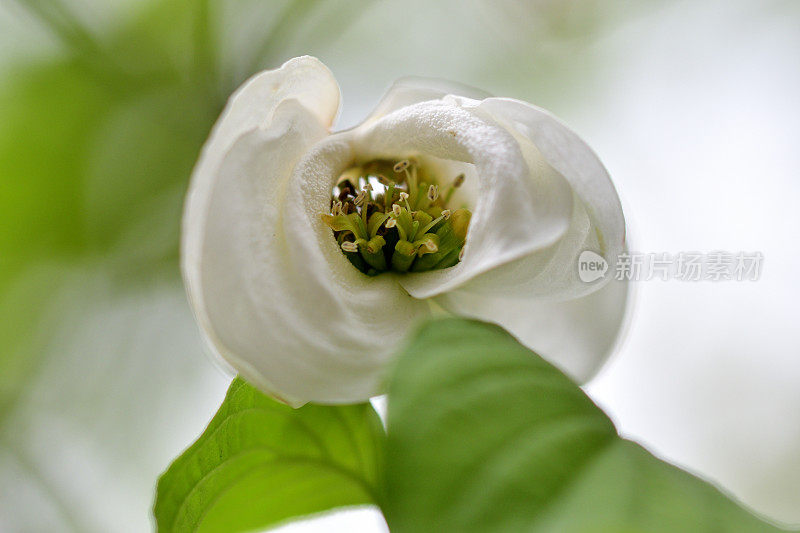 山茱萸花的极端特写照片，被花瓣状苞片包围