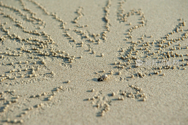 沙泡蟹的巢在入口处有小沙球的图案