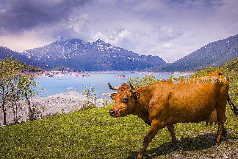 奶牛走在塞尼斯湖的草地上，阿尔卑斯山景观-大天堂-意大利