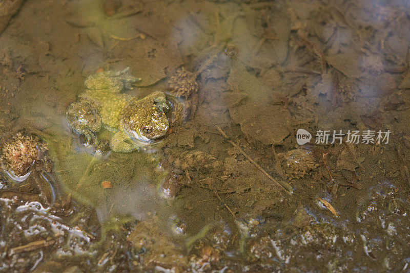 水中黄腹蟾蜍的肖像