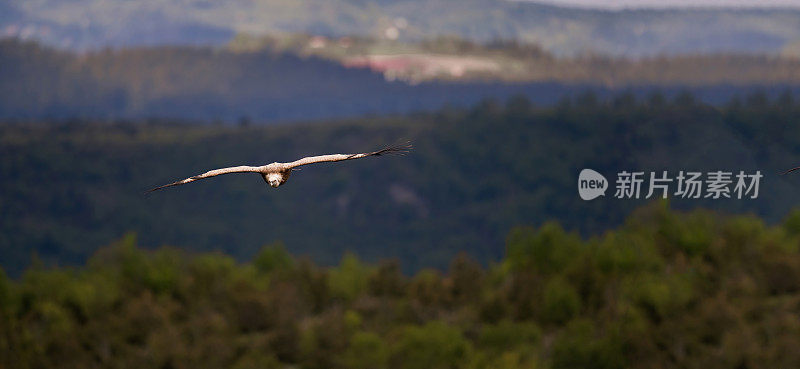 全景格里芬秃鹰在荒野飞行。
