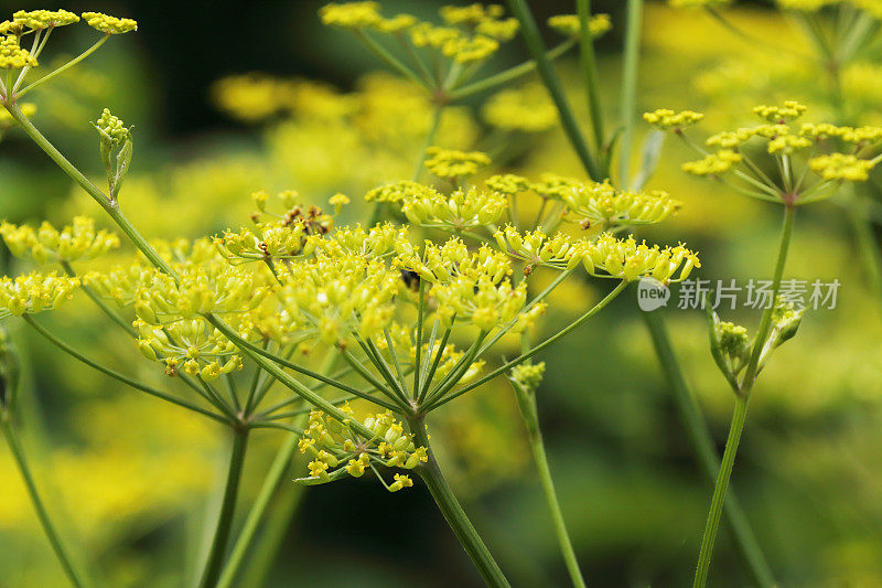 野生防风草