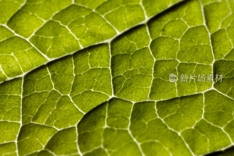 一个年轻的绿色葡萄酒叶边缘的极端特写