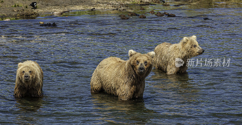 棕熊妈妈和小棕熊，妈妈和小熊，北极熊，卡特迈国家公园，阿拉斯加。熊科。小熊和妈妈在一起。幼崽和妈妈在一起。
