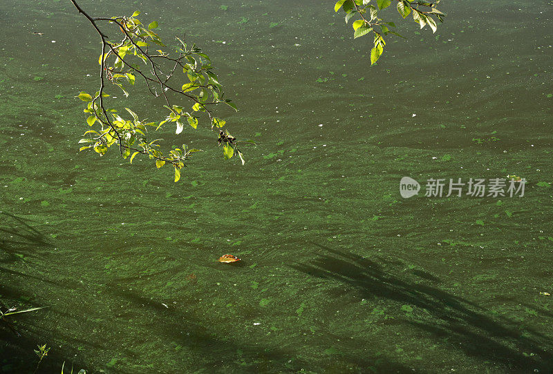 秋天泻湖水面上的阴影