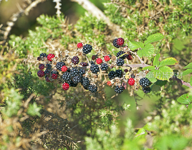 黑莓是英国乡村的一种水果，生长在英国多塞特郡普尔港的阿恩半岛