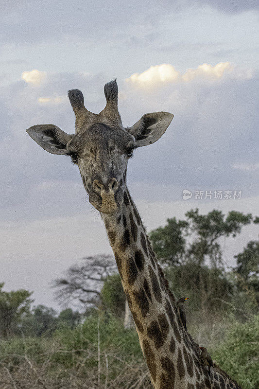 濒临灭绝的马赛长颈鹿在赞比亚的南卢安瓜国家公园