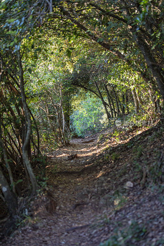 蒙特塞拉特徒步旅行路线，秋天。森林隧道在小路上