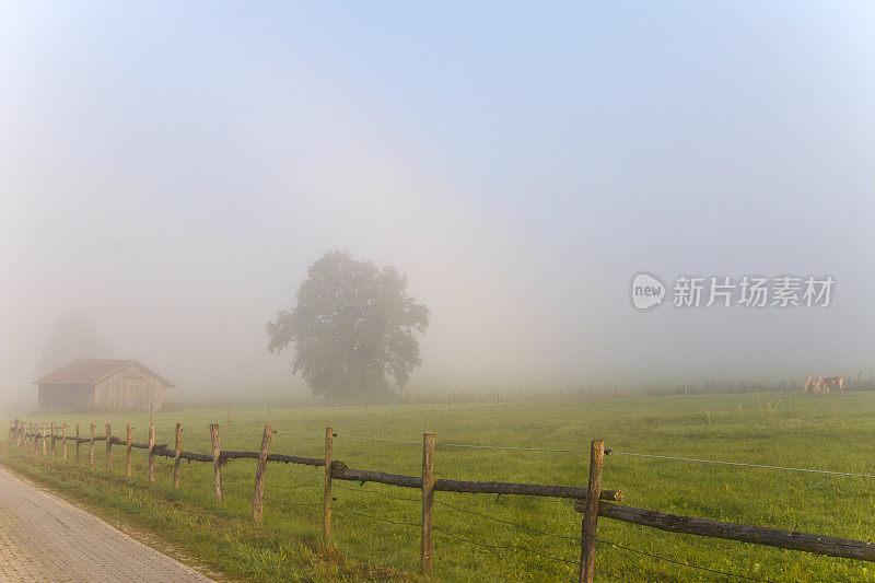 美丽的日出在雾的农村景观在秋天与马在牧场