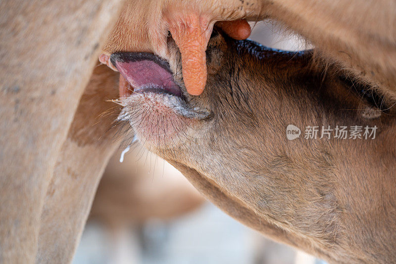 一头从母亲乳房中吮吸乳汁的奶牛