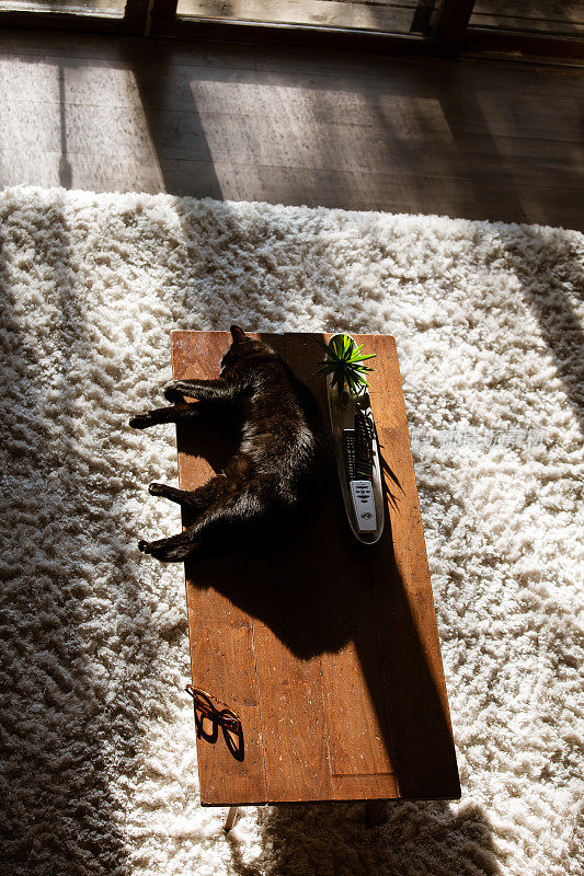 一只睡在咖啡桌上的黑猫，窗外阳光灿烂