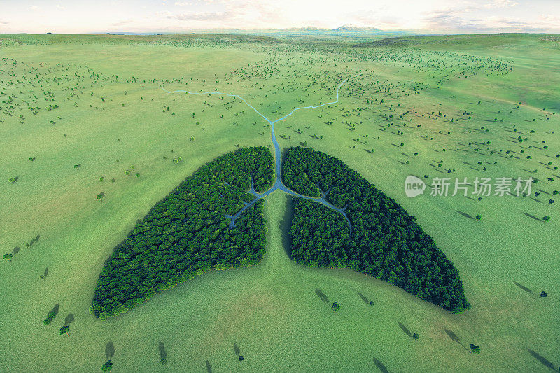 鸟瞰图肺形状的森林