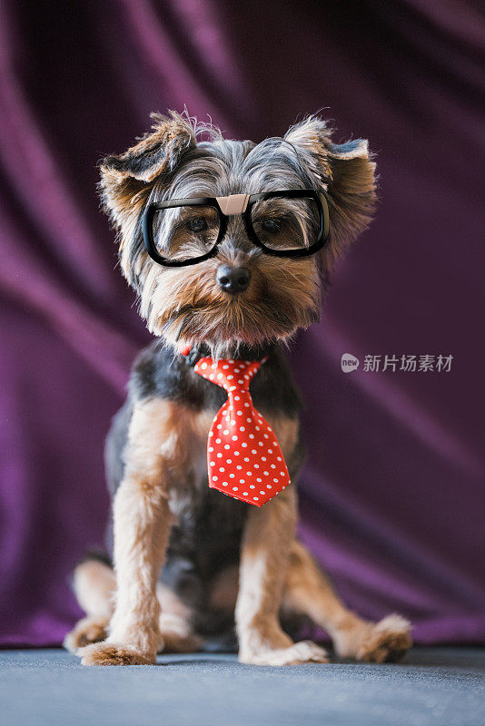 聪明的约克夏梗在书呆子眼镜和领带