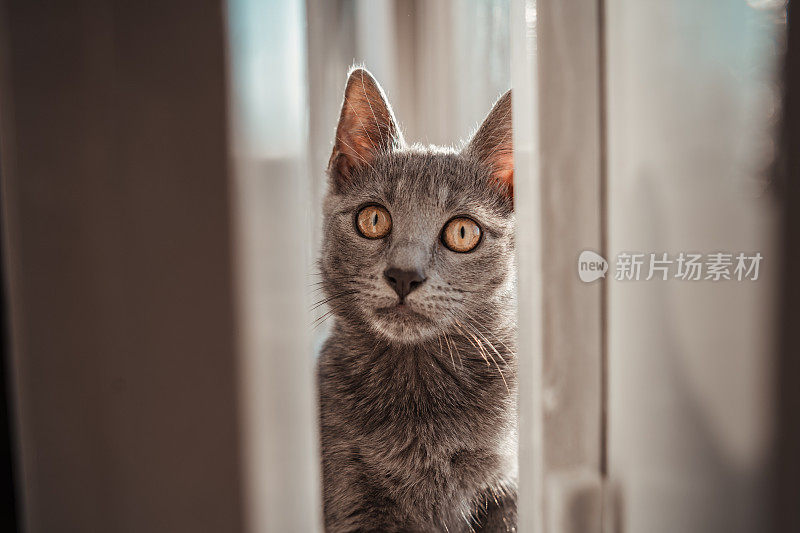 一只好奇的俄罗斯蓝猫从敞开的门后向外张望