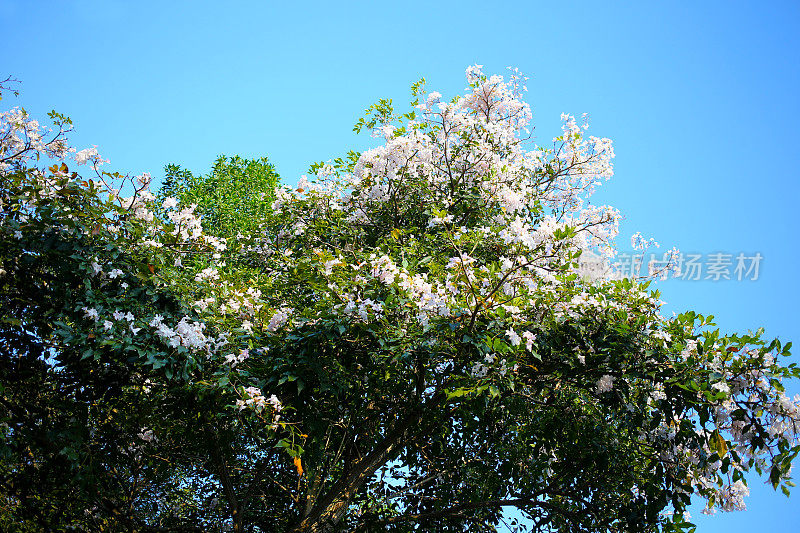 Tecoma树