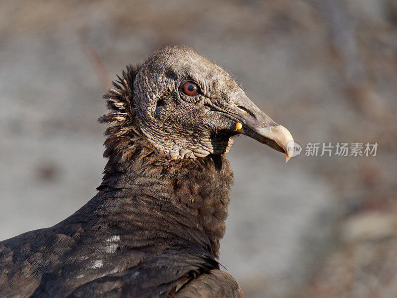 黑秃鹰