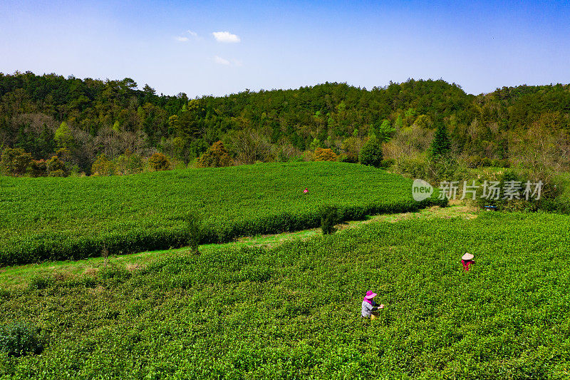 大茶园景