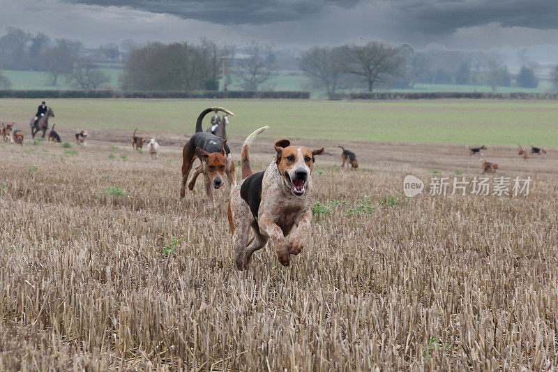 猎狐犬在英国乡间奔跑，寻找气味，这是一项非法的猎狐运动。