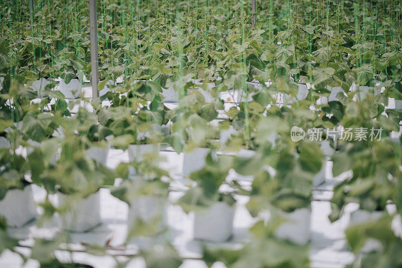 温室中大量生长的中国开兰植物