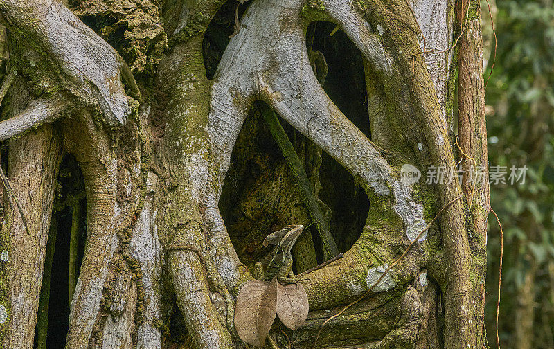 哥斯达黎加奥萨半岛的科尔科瓦多国家公园里的野生耶稣基督蜥蜴