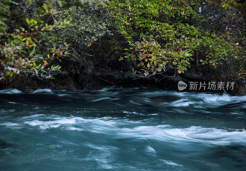 九寨沟森林中的一条河流