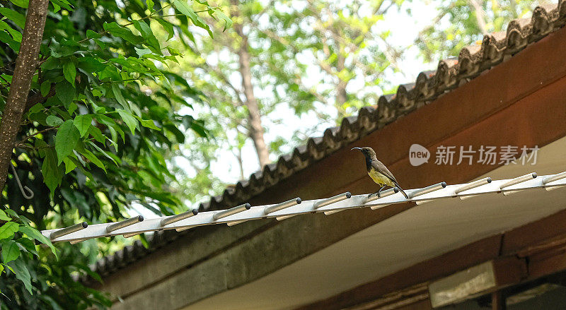 可爱的小橄榄背动物翅膀挂在电视缆线天线上。雌性鸟类种类在花园里快速移动。
