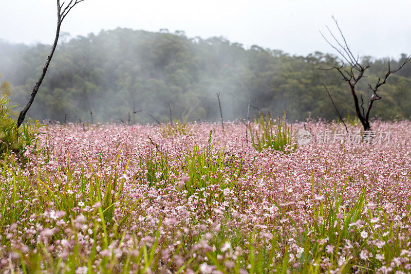 田野的美丽和罕见的本土粉红色法兰绒花在山上，背景与复制空间
