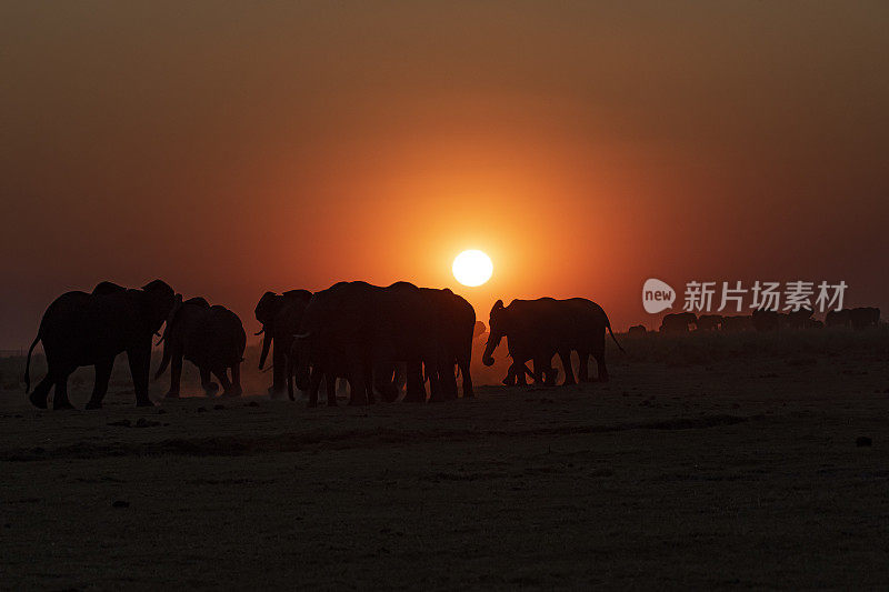 夕阳下的象群，丘比，博茨瓦纳，非洲
