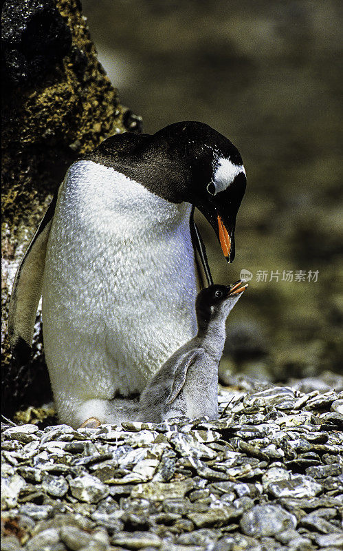 巴布亚企鹅，Pygoscelis巴布亚，很容易被识别的宽白色条纹延伸到它的头顶，像一个帽子。屈维维尔岛上住满,南极洲。成年企鹅和幼雏在岩石窝里。
