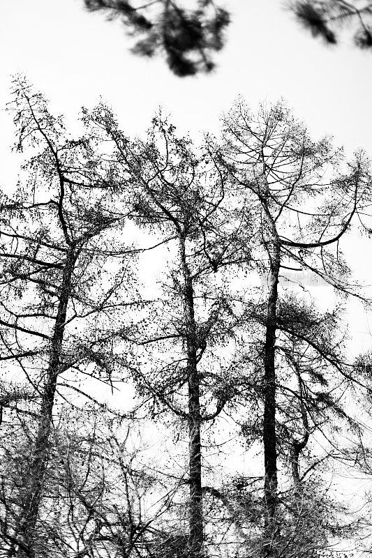 树木的剪影，黑色和白色的自然景观