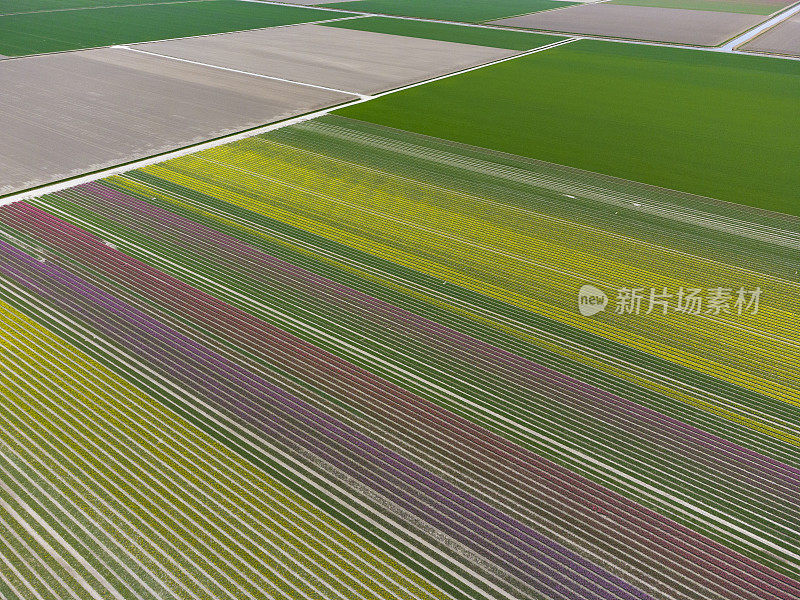 从上面俯瞰荷兰，春天郁金香在田野里盛开
