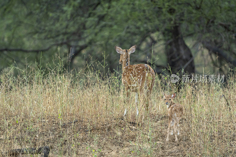 警觉的小鹿与母鹿斑点鹿或Chital或Cheetal或轴轴在印度ranthambore国家公园