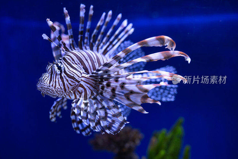 飞行飞行pterois