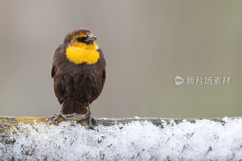 雪中，黄头黑鸟坐在篱笆柱上