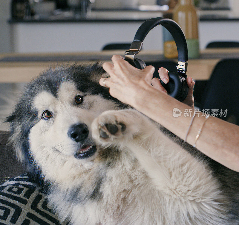 一个面目全非的女人在家里和她的狗玩耍，还试图给狗戴上耳机