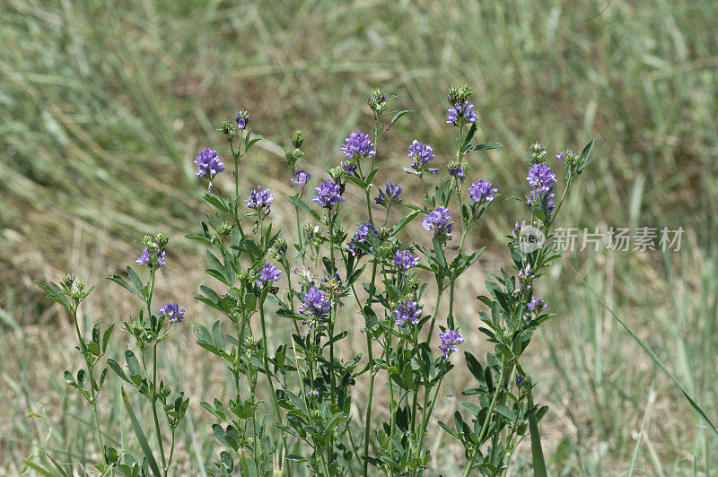 紫花苜蓿(紫花苜蓿)