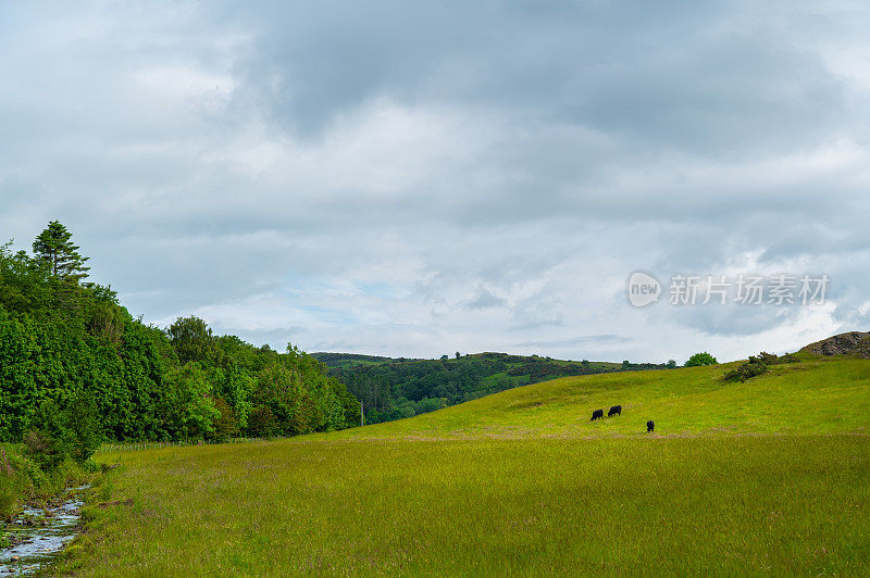 三头黑色肉牛在田野里吃草
