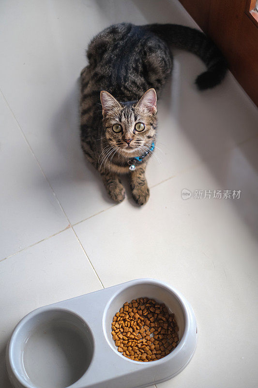 饥饿的猫准备吃她的食物