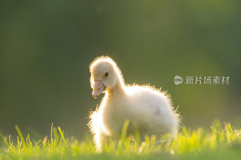 在一个春天的傍晚，家鹅在草地上孵出小鹅