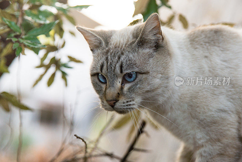 蓝眼睛猫