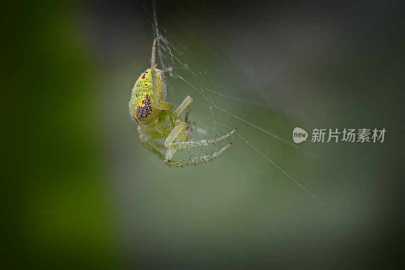 小绿黄花蜘蛛