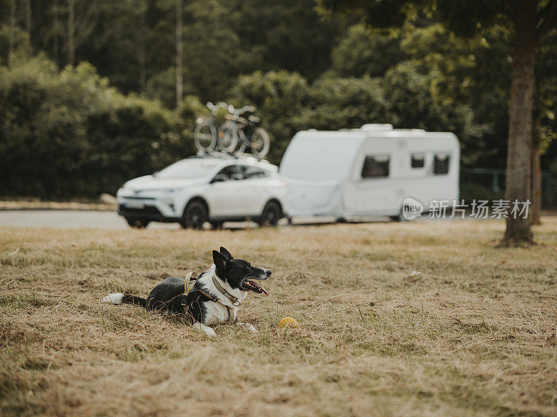 狗休息与大篷车和汽车宠物去露营