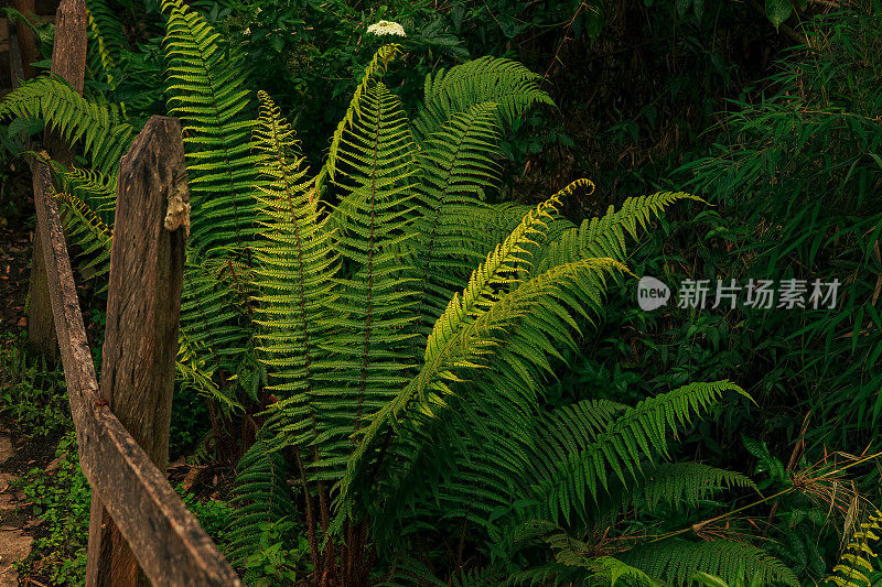 哥伦比亚-昆迪纳马卡省瓜塔维塔湖附近山坡上的野生蕨类植物